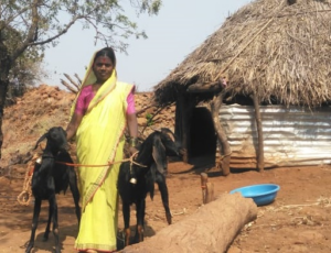 Livelihood goat rea2